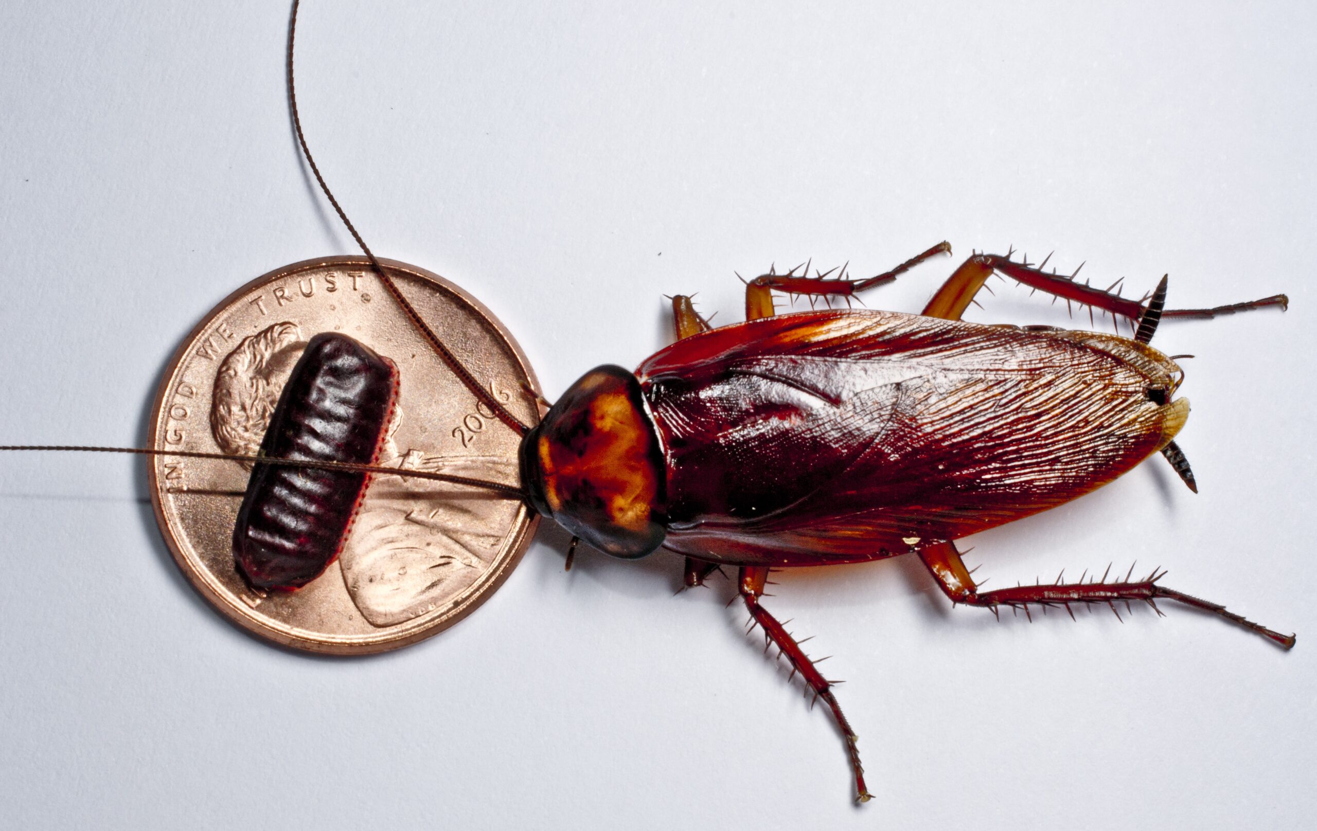 Cockroach infestation - Things to know